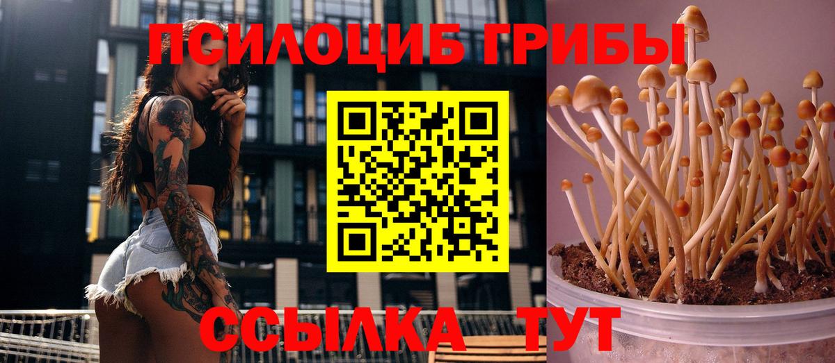 закладка  Галлюциногенные грибы Magic Shrooms  Приморско-Ахтарск  Вход с VPN  Галлюциногенные грибы Psilocybine cubensis 